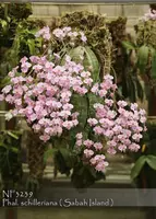 Phalaenopsis schilleriana (" Double Delight " x " Night Fragrance ")