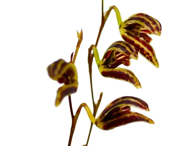 Stelis cylindrata (Stelis)