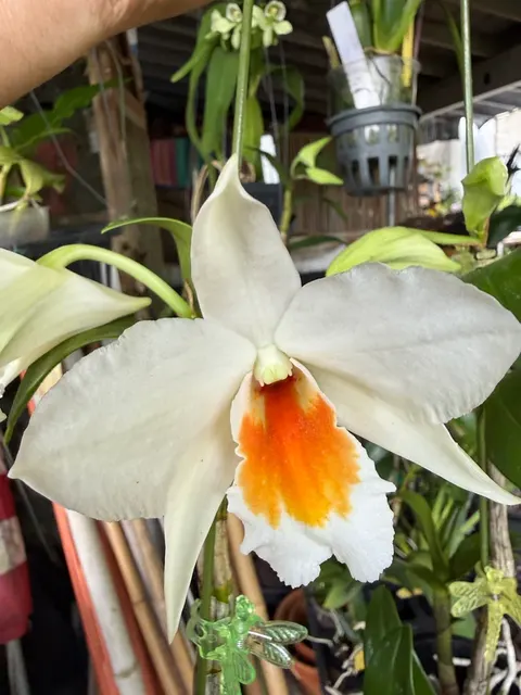 Dendrobium Judith Nakayama (Dendrobium)
