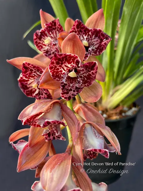 Cymbidium Hot Devon 'Bird of Paradise' (Cymbidium)