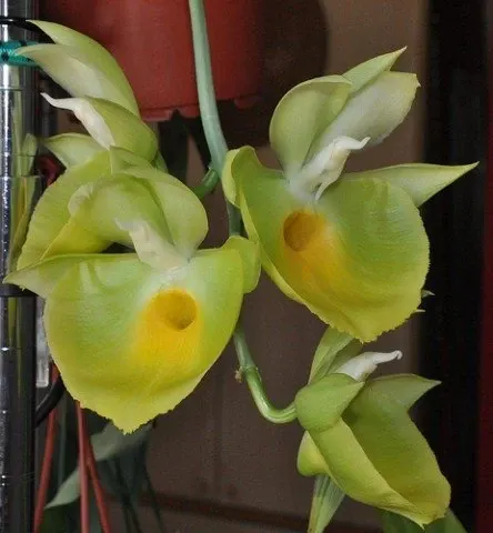 Catasetum pileatum 'J. Green Gold'