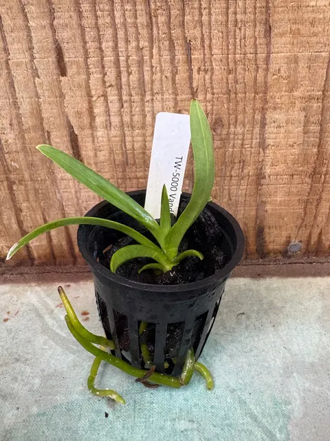 Vanda ustii (Vanda)