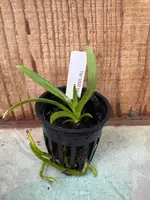 Vanda ustii