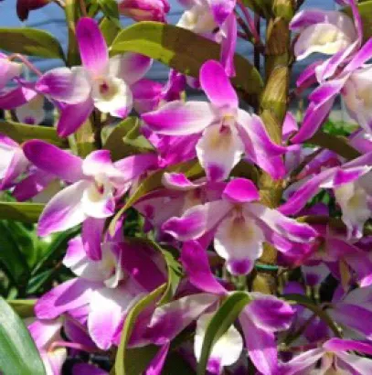 Dendrobium Sea Sky 'Beni Komachi' (Dendrobium)