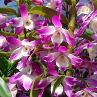 Den. Sea Sky 'Beni Komachi' (Hamana Lake x Second Love) (DSSB) (Hybrid)