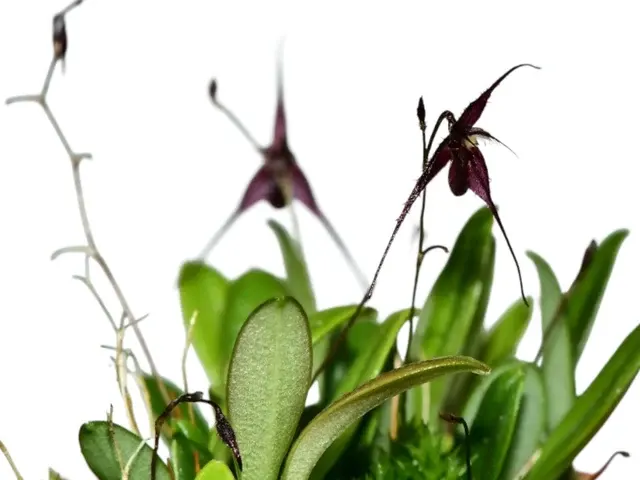 Andreettaea zephyrina f purple (Andreettaea)
