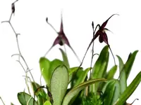 Andreettaea zephyrina f. purple