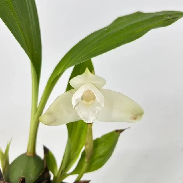 Lycaste skinneri 'Ipala' x xytriophora