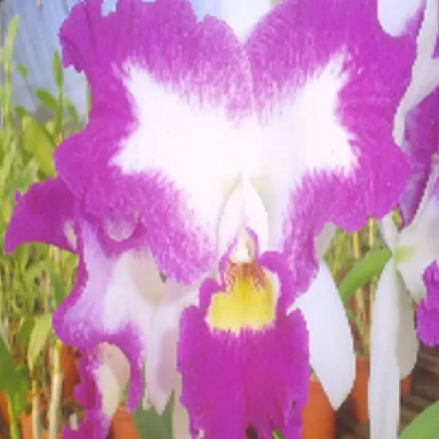 Laeliocattleya White Spark 'Love Crystal' (Laeliocattleya)