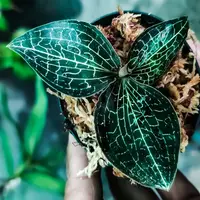 Anoectochillus formosanum sp. ( Jewel Orchid)