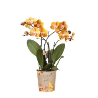 Oranje orchidee ‘Las Vegas’ Ø12cm