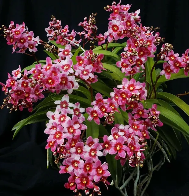Sarcochilus Sweetheart x Enid (Sarcochilus)