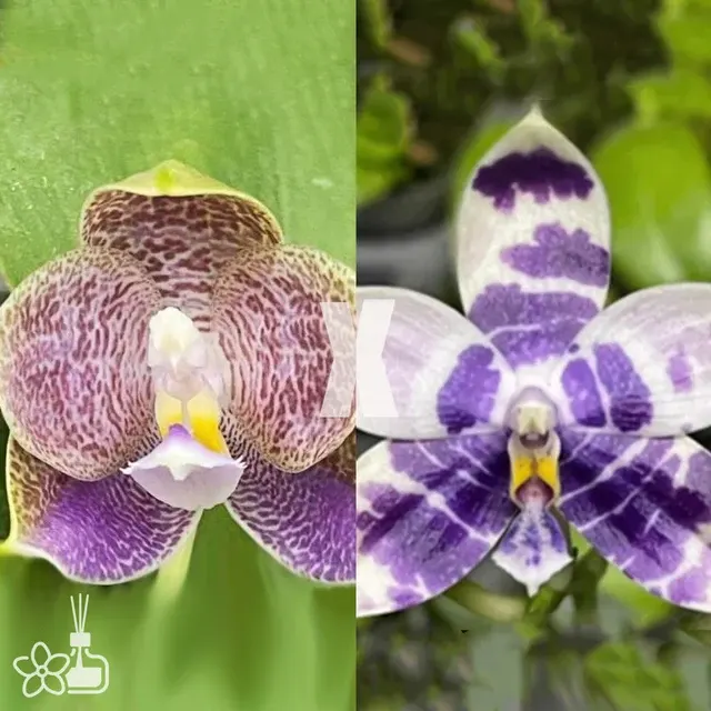 Phalaenopsis Yang’s Double Diamond x LL Blue Magpie