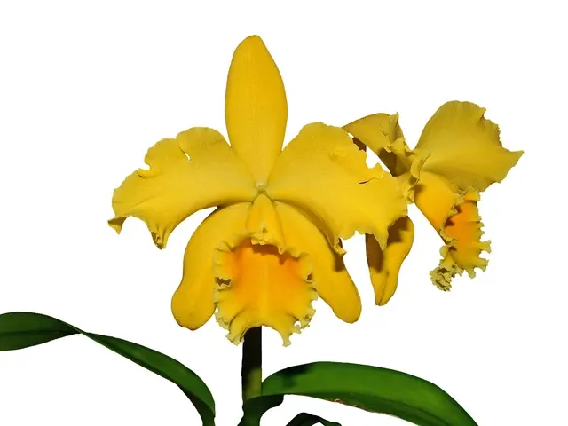 Rhyncholaeliocattleya Gladys Eljuri (Rhyncholaeliocattleya)