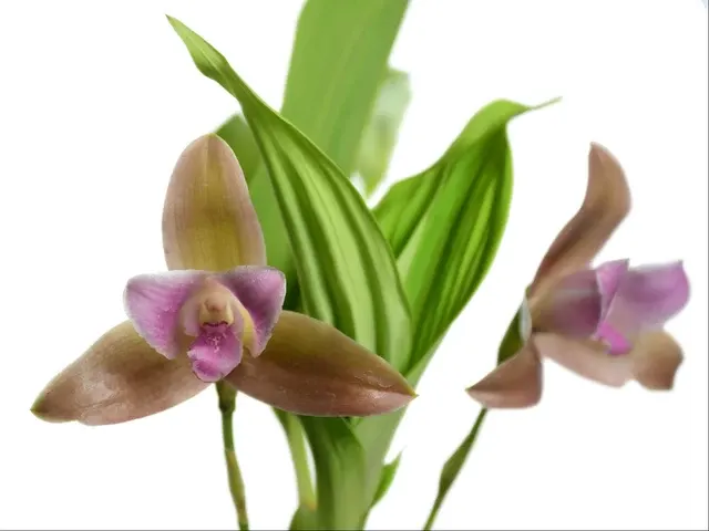 Lycaste Gigi Portilla (Lycaste)