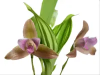 Lycaste Gigi Portilla