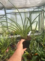 Cymbidium bicolor — Blühfähige Pflanze