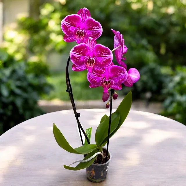 Phalaenopsis Fortune Teller
