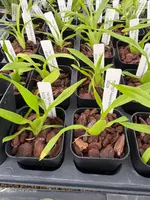 Aspasia epidendroides