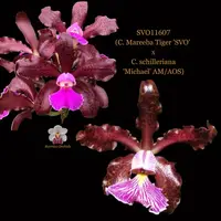Cattleya Orchid Hybrid SVO11607 (C. Mareeba Tiger 'SVO' x C. schilleriana 'Michael' AM/AOS)