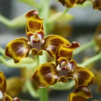 Grammangis ellisii (FLASK)