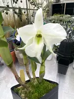 Dendrobium schuetzei