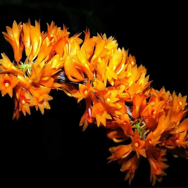 Dendrobium tiongii sp (Dendrobium)