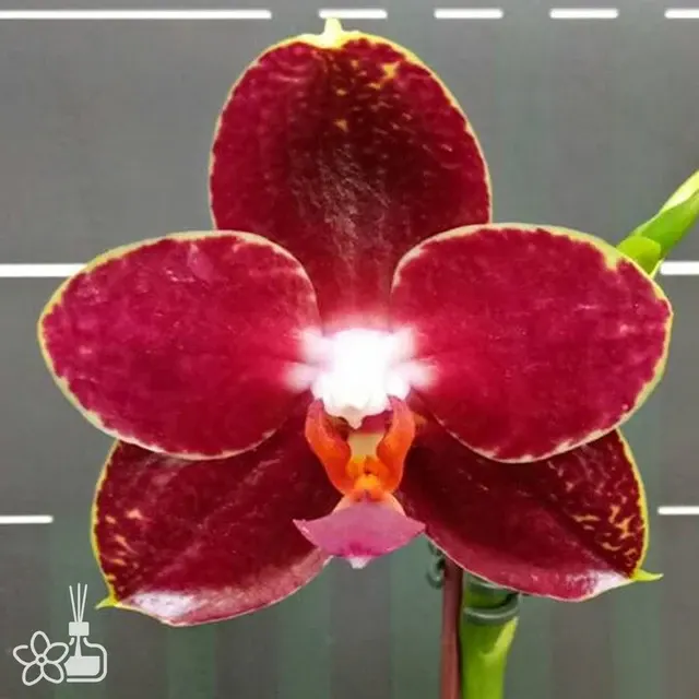 Phalaenopsis AL Sun Hannover 'Red'