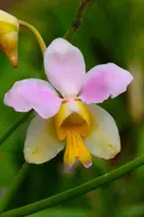 Papilionanthe teres