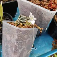 Angraecum urschianum