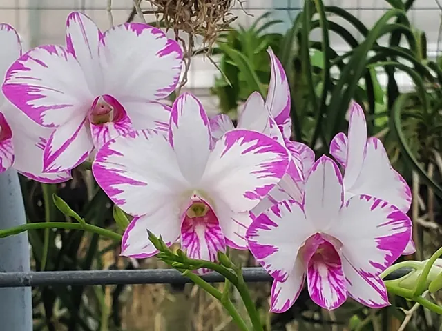 Dendrobium Enobi Splash (Dendrobium)