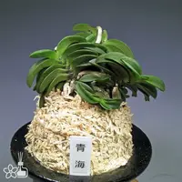 [Bare-root] Neofinetia (V.) falcata 'Seikai' 青海 [April Neo 26]
