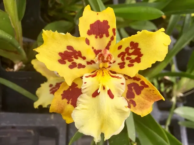 Odontocidium Brennan Scott Barfield 'Kalapana Sunrise'