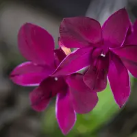 Dendrobium Orchid Krating Deang LD Mature Bushy Plant - Ready To Flower