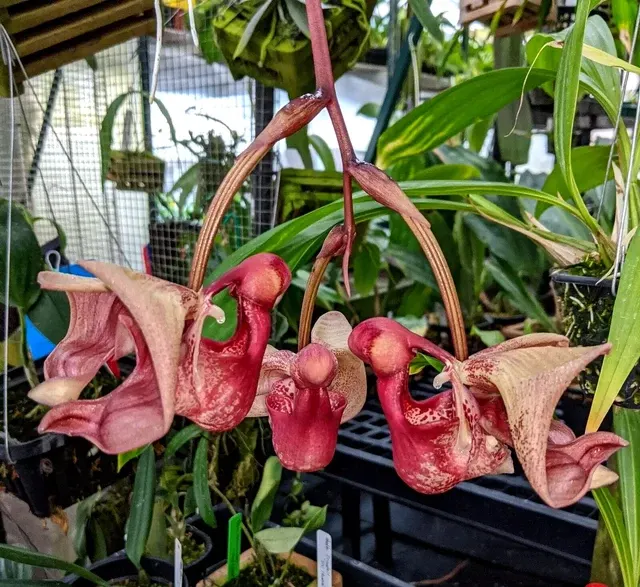 Coryanthes mastersiana