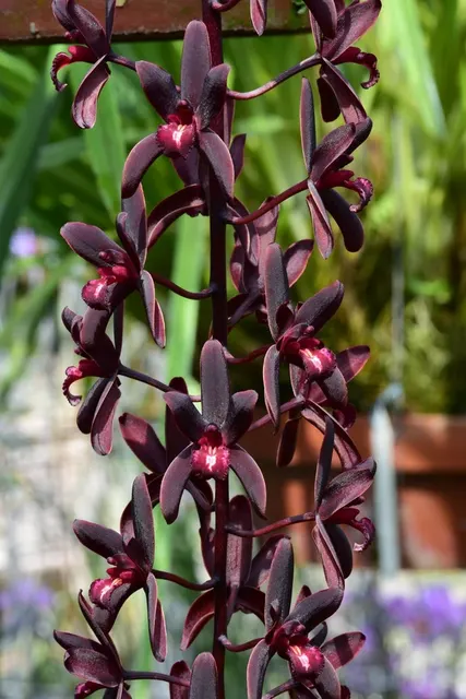 Cymbidium Australian Midnight