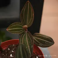 Ludisia discolor 4in Jewel Orchid