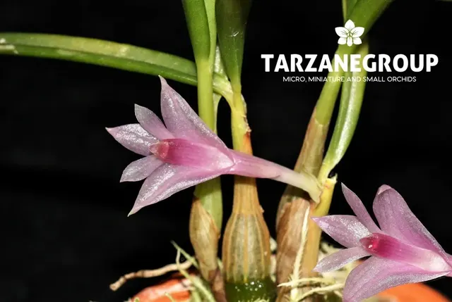 Dendrobium seranicum (Dendrobium)