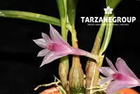 DENDROBIUM SERANICUM SMALL ORCHID MOUNTED
