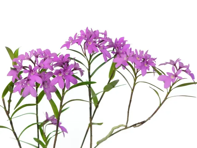 Epidendrum Centropetalum (Epidendrum)