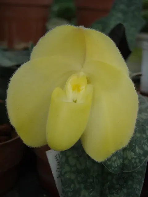 Paphiopedilum wenshanense alba (Paphiopedilum)