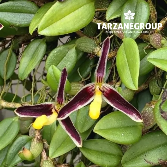 Bulbophyllum alkmaarense (Bulbophyllum)