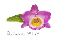 Dendrobium Comet King ‘Alatsuki’
