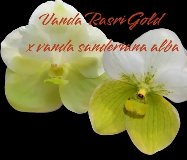 Vanda Rasri Gold x sanderiana alba