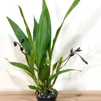 4" Intergeneric Oncidiums - Oncidium Kailaara QF Ekolu (Zns.Murasakikomachi x Zsc.QF Zesty Love) In Bloom