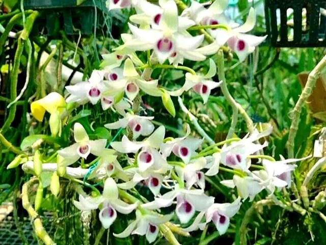 Dendrobium parishii 'semi khun visoot'