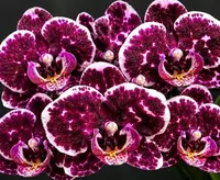Phalaenopsis Enchanted Veil Blooming Size