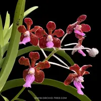 Vanda limbata sp. Orchid Plant - BS