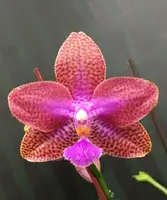 Phal. Miki Venus Angdi 'Seattle' — Blooming size