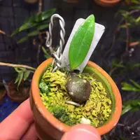 Bulbophyllum callichroma